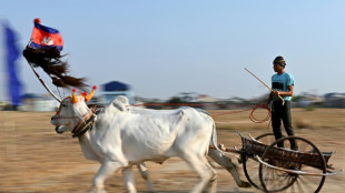 'Our version of Formula 1': Cambodian villagers race oxcarts