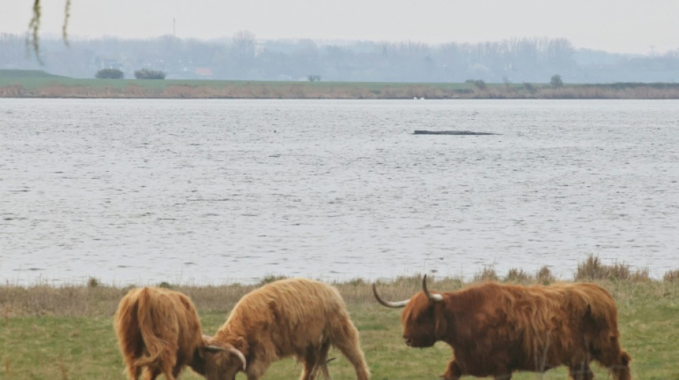 Hei&szlig;e Phase von Walrettungsversuch - Initiative sieht "reelle Chance"