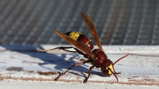 La vespa orientale &egrave; l'animale che regge meglio l'alcol
