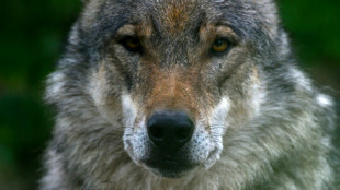 Umgang mit dem Wolf: Landkreistag fordert "Abschusspl&auml;ne" 