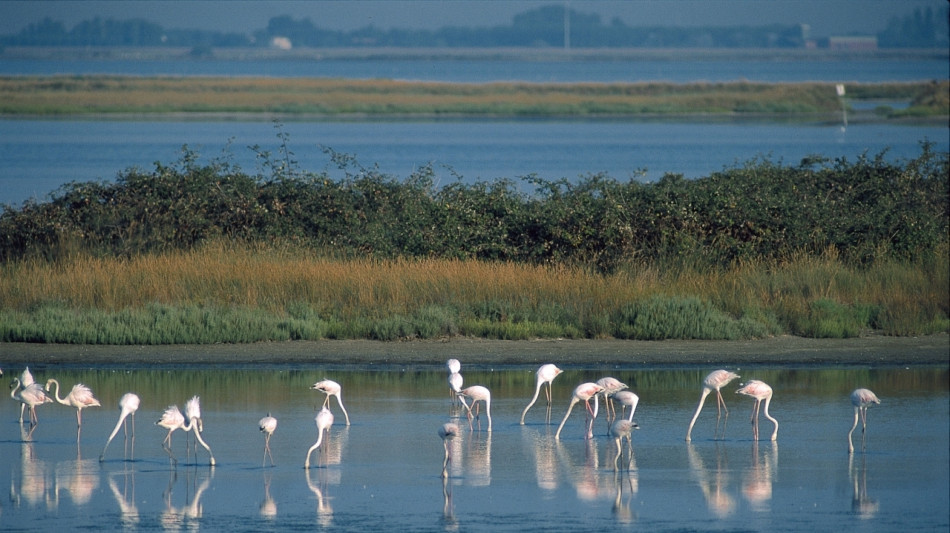 I delta dei grandi fiumi si abbassano fino a 1 cm l'anno, il Po tra i pi&ugrave; colpiti
