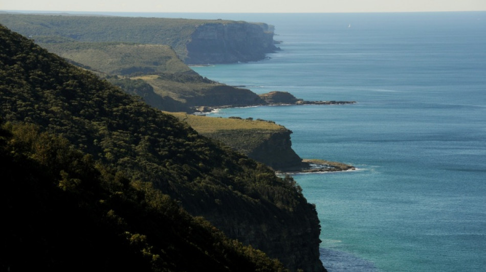 Cierran playas australianas por tiburones que comen restos de ballena