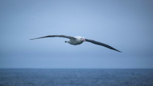 Seabird habitats shrink as ocean heats up: study