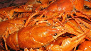Nuova prova che le aragoste provano dolore, rispondono ai farmaci