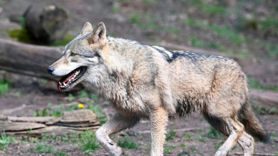 Berner Konvention schafft Voraussetzung f&uuml;r schnelleren Abschuss von W&ouml;lfen