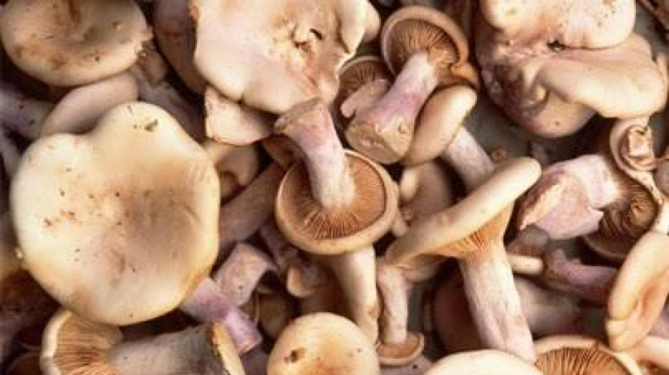 Da un fungo la prima memoria vivente di un computer