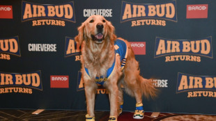 IA n&atilde;o pode substituir animais atores, diz diretor de filme com um cachorro como her&oacute;i