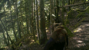 Un total de 76 ours d&eacute;tect&eacute;s dans les Pyr&eacute;n&eacute;es en 2022