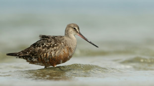 30.000 km par an: le monde sauvera-t-il cet oiseau migrateur qui traverse les Am&eacute;riques ?