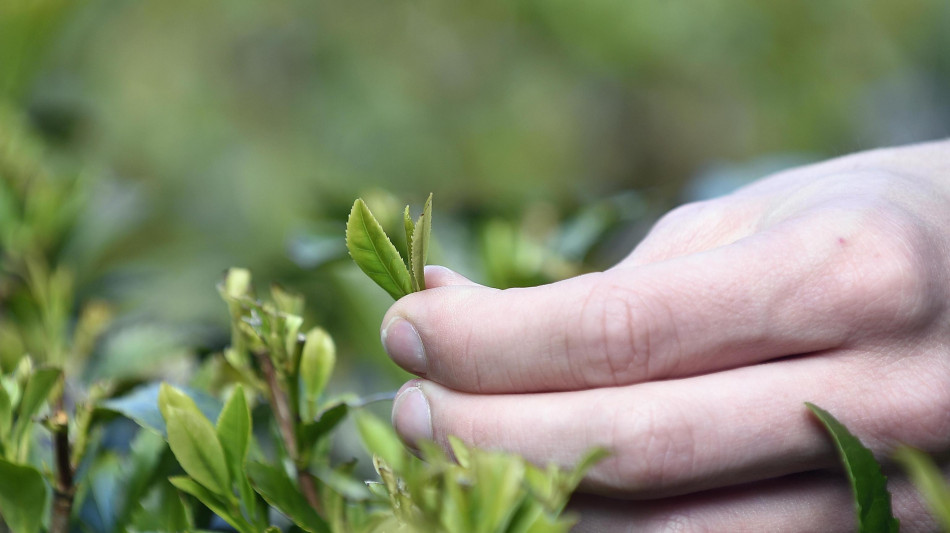 Possibile coltivare t&egrave; sulla Luna ma non su Marte