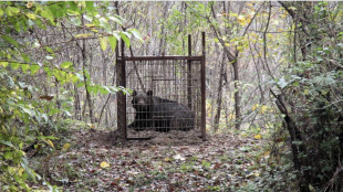 Allarme orsi in Giappone: predatori attratti dai frutti, non dalla fame