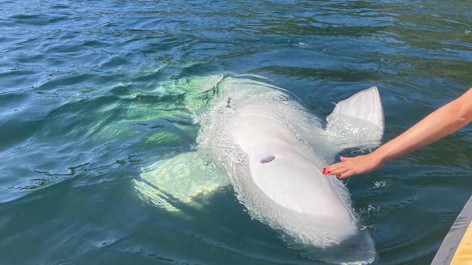 &Eacute; morto Hvaldimir, beluga 'spia' che ha conquistato la Norvegia