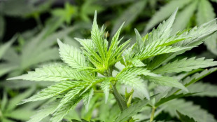 Bericht: Deutschland hat bisher 57 Tonnen Cannabis f&uuml;r medizinische Zwecke importiert