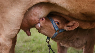 Erzeugerpreise f&uuml;r landwirtschaftliche Produkte deutlich gesunken