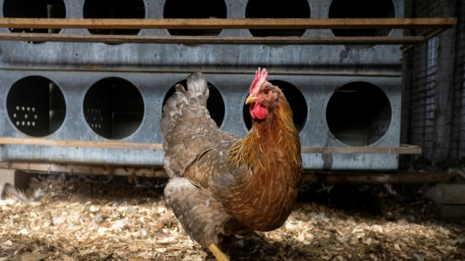 Foodwatch: Verbot zum K&uuml;kent&ouml;ten bringt zu wenig Tierschutz