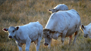Accord UE-Mercosur: espoirs et craintes des agriculteurs en Europe et en Am&eacute;rique du Sud