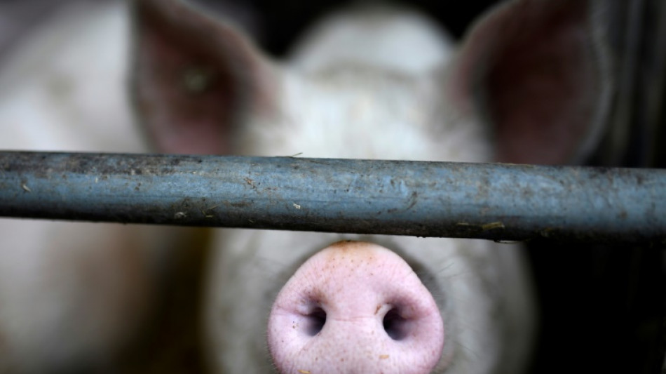 Einsatz von Antibiotika bei Masttieren im vergangenen Jahr zur&uuml;ckgegangen