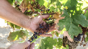 Dans le vignoble de Gaillac, des r&eacute;coltes amput&eacute;es par le mildiou