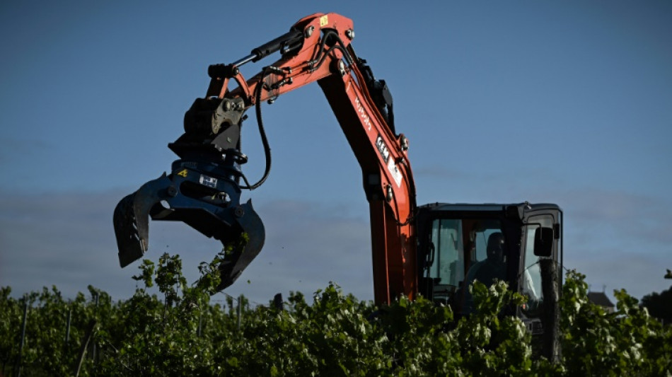 Entre "peste et chol&eacute;ra", Bordeaux se r&eacute;signe &agrave; arracher ses vignes