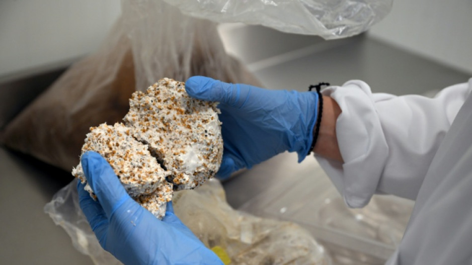 Mushroom material takes on plastic packaging at Belgian start-up