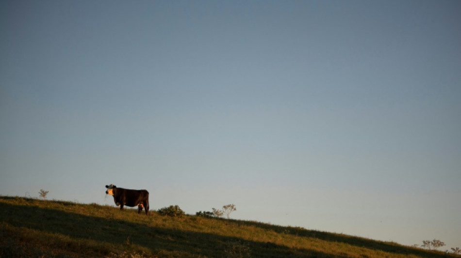 Deuxi&egrave;me cas humain de grippe aviaire li&eacute; &agrave; une &eacute;pid&eacute;mie chez les vaches aux Etats-Unis