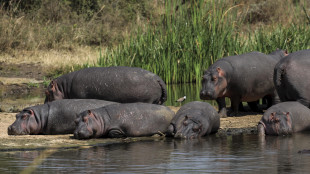 Media, un magnate indiano vuol salvare dalla morte i 'cocaine hippos' di Escobar