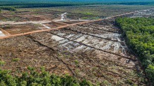Pour se nourrir, l'Indonésie risque une déforestation massive