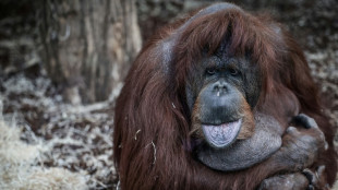 &Agrave; la m&eacute;nagerie du Jardin des Plantes, N&eacute;nette peut enfin prendre de la hauteur