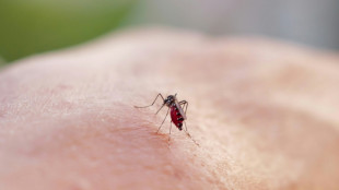 À La Réunion, le chikungunya frappe fort et vite