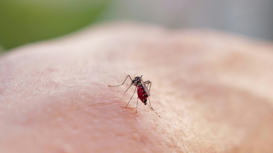 Dengue et chikungunya: autour de 2.000 cas importés depuis début 2025 en France métropolitaine