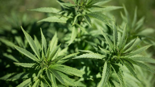 Blattabdruck aus der Urzeit: Wom&ouml;glich &auml;lteste Cannabispflanze der Welt 