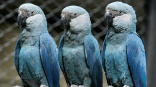 Lethal virus hits last rare blue macaws in Brazil wild