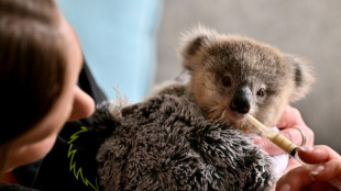 Los koalas, amenazados por las carreteras y la clamidia en Australia