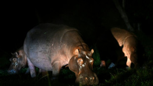 Le fils d&rsquo;un milliardaire indien offre un refuge aux hippopotames d&rsquo;Escobar