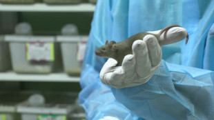 Suiza decide el domingo si prohíbe los experimentos médicos con animales y humanos