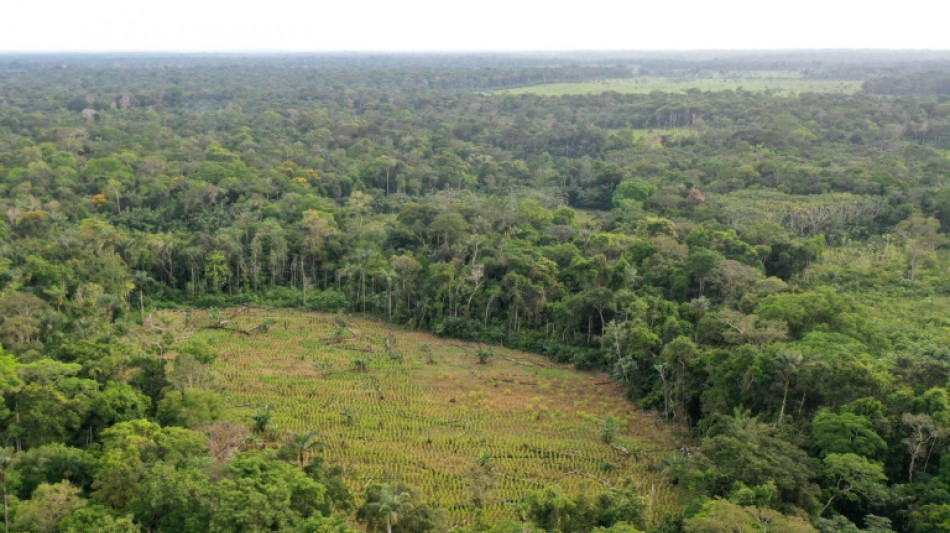La for&ecirc;t amazonienne, arme de pression de la gu&eacute;rilla en Colombie