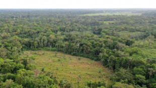 La for&ecirc;t amazonienne, arme de pression de la gu&eacute;rilla en Colombie