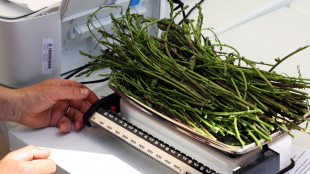 Bmti, in aumento le produzioni primaverili, gi&ugrave; del 27,9% i prezzi degli asparagi