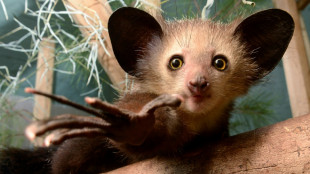 L'Aye-aye rejoint la bande des mangeurs de crottes de nez