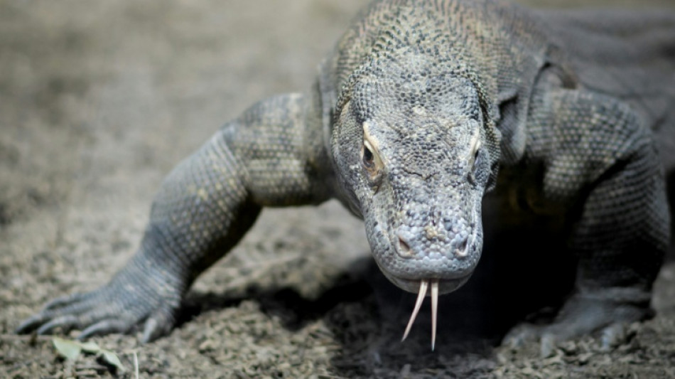 Seltener Zuchterfolg: Sieben Komodowarane in Leipziger Zoo geschlüpft