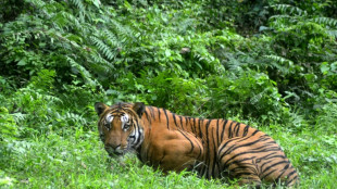 El tigre del Himalaya se aventura a vivir cada vez m&aacute;s alto 