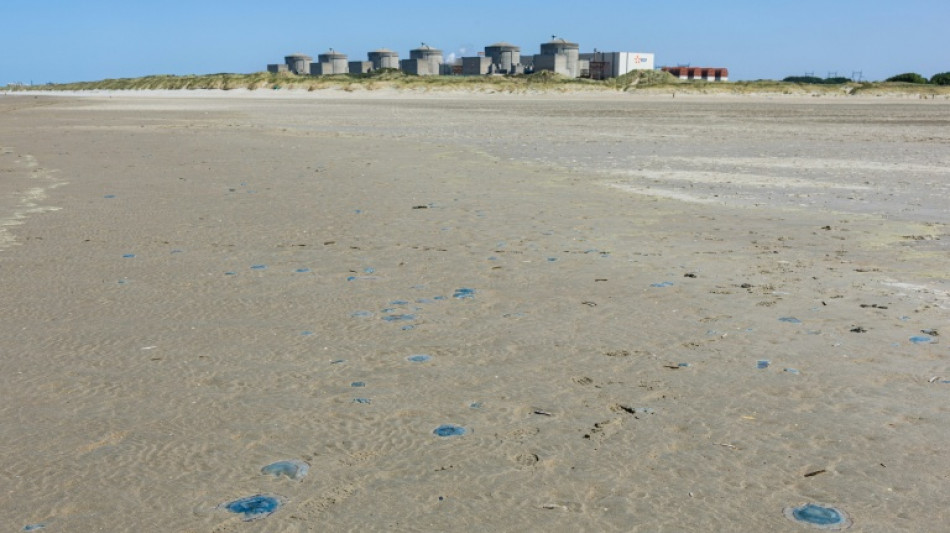 Quallenplage in Frankreich f&uuml;hrt erneut zu Abschaltung von Atomreaktoren