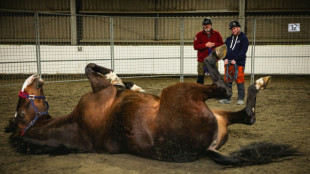 Horses unlikely saviours for those who serve in uniform