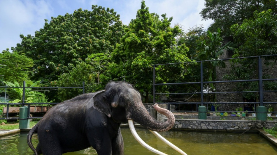Sri Lanka: retour en avion dans sa Tha&iuml;lande natale pour un &eacute;l&eacute;phant malade