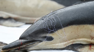 Dauphins: les associations de d&eacute;fense de l'environnement d&eacute;posent de nouveaux recours judiciaires