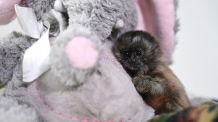 Una cr&iacute;a de mono tit&iacute; que recuerda al famoso macaco Punch ser&aacute; liberada en Colombia