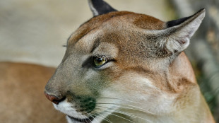Where mountain lions roam, fewer deer in the headlights