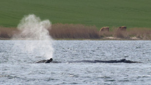 Backhaus will Abtransport von Buckelwal in offenes Meer begleiten