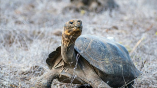 Disparues il y a un si&egrave;cle, plus de 150 tortues r&eacute;introduites aux Galapagos