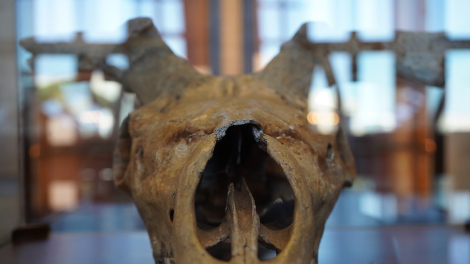 Al Museo delle Civilt&agrave; una mostra 'multi-specie' dell'Ispra